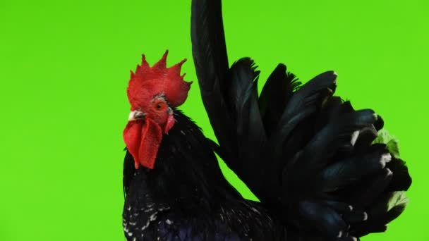 Shabo Rooster Rotate Green Screen — Αρχείο Βίντεο