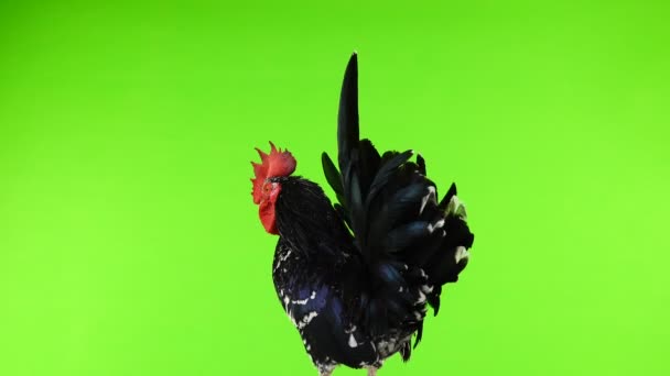 Shabo Rooster Rotate Green Screen — Stock Video