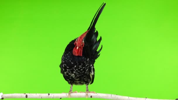Shabo Rooster Sitting Tree Branch Green Screen — Stock Video