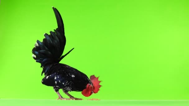 Shabo Rooster Pecks Grain Green Screen — Stock Video