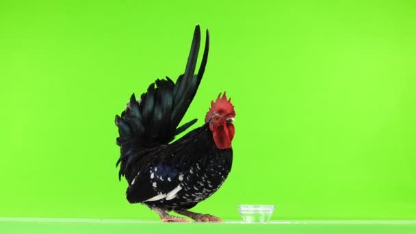 Shabo Rooster Drinking Water Green Screen — Stock Video