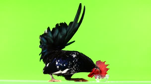 Shabo Rooster Drinking Water Green Screen — Stock Video