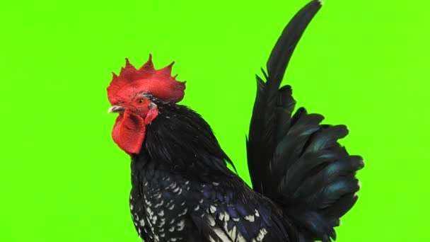 Shabo Rooster Portrait Green Screen — Stock Video