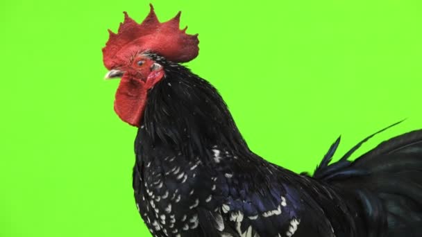 沙博公鸡肖像上的绿色屏幕上 — 图库视频影像