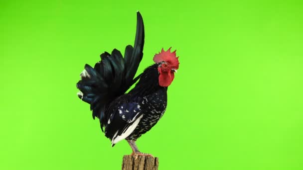 Shabo Rooster Tree Stump Green Screen — Stock Video