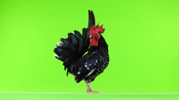 Shabo Rooster Green Screen — Stock Video