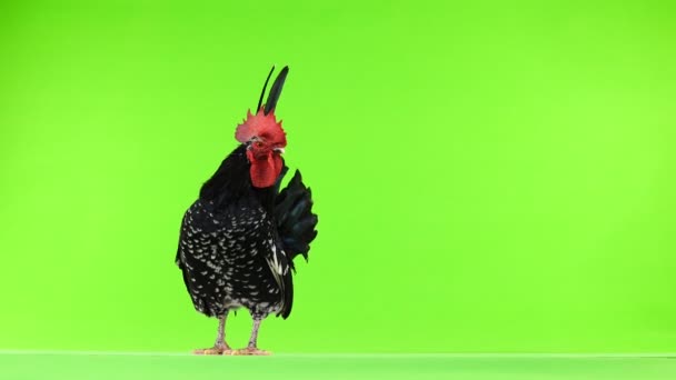 Shabo Rooster Grön Skärm — Stockvideo