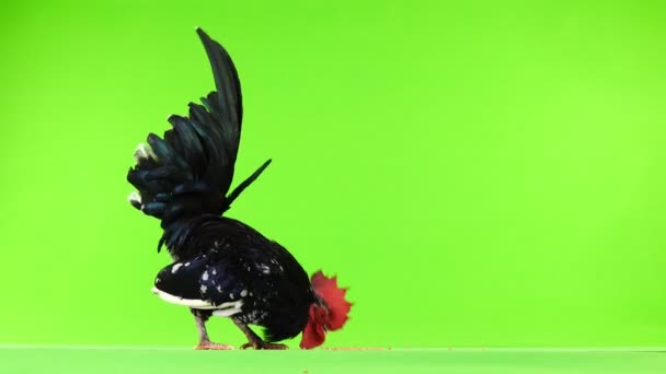 Shabo Rooster Pecks Grain Green Screen — Stock Video