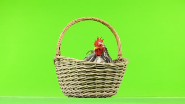 Cochin Rooster Sits Basket Green Screen — Stock Video