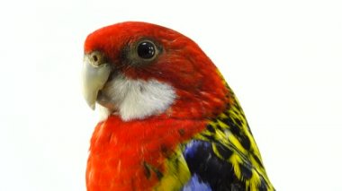 beyaz ekranda izole portre Rosella papağan