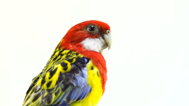Portrait Rosella Parrot Isolated White Screen — Stock Video