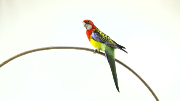 Dreht Sich Entlang Der Kamera Rosella Papagei Isoliert Auf Weißem — Stockvideo