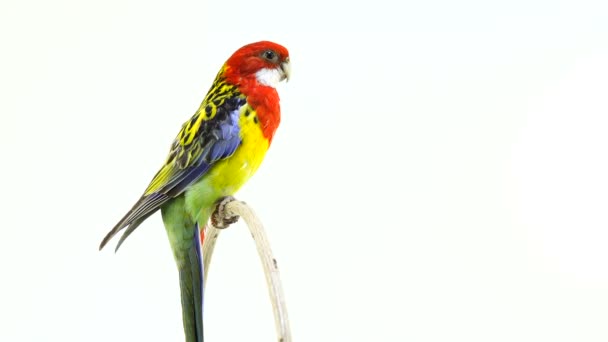 Dreht Sich Entlang Der Kamera Rosella Papagei Isoliert Auf Weißem — Stockvideo