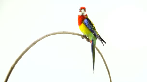 Obraca Się Wzdłuż Papuga Rosella Aparatu Białym Tle Biały Ekran — Wideo stockowe