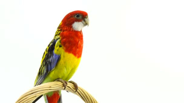 Sits Emotionally Looks What Happeningrosella Parrot Isolated White Screen — Stock Video