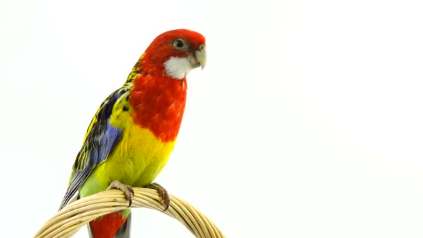 Siedzi Emocjonalnie Wygląda Jest Happeningrosella Papuga Białym Tle Biały Ekran — Wideo stockowe