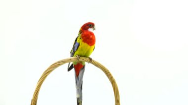 beyaz ekranda izole kamera Rosella papağan boyunca döner
