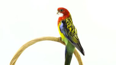 beyaz ekranda izole kamera Rosella papağan boyunca döner