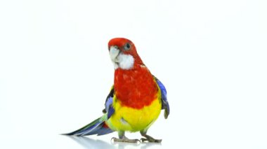 beyaz ekranda izole Rosella papağan geri gider