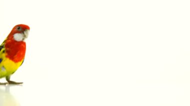 hızlı bir şekilde beyaz ekranda izole kamera Rosella papağan taşır