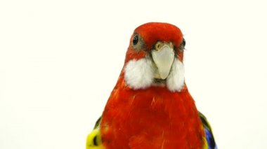 beyaz ekranda izole portre Rosella papağan
