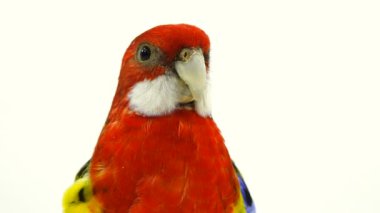beyaz ekranda izole portre Rosella papağan