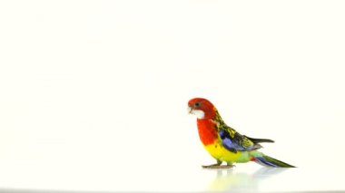 Rosella papağan beyaz ekranda izole ekran etrafında hareket eder