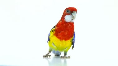 Beyaz ekranda izole Rosella papağan