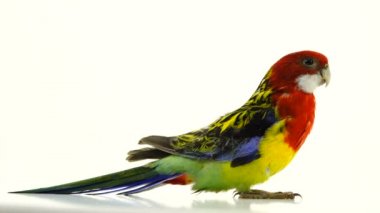 Beyaz ekranda izole Rosella papağan