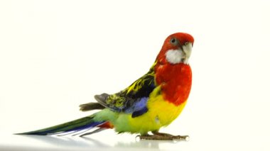 Beyaz ekranda izole Rosella papağan