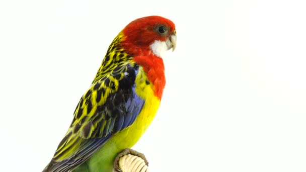 座っているし 白い画面に分離された Happeningrosella オウムなを見て感情的に見える — ストック動画