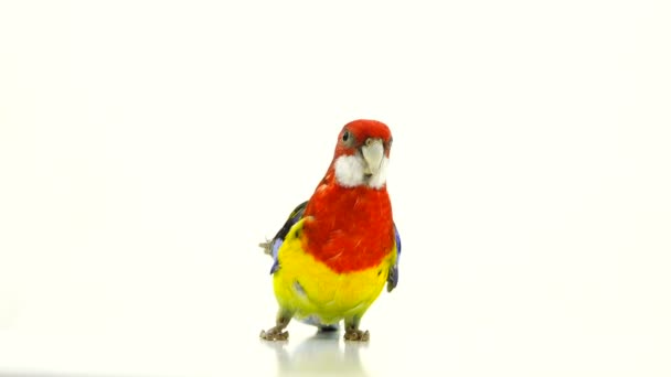 Papagaio Rosella Move Torno Tela Isolada Tela Branca — Vídeo de Stock