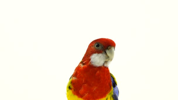 Portrait Rosella Parrot Isolated White Screen — Stock Video