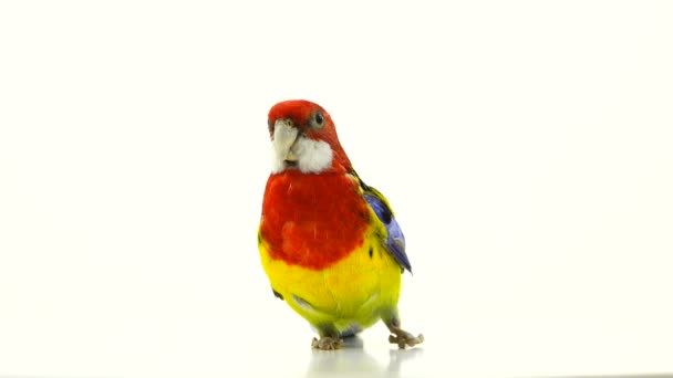 Rosella Papagei Isoliert Auf Weißem Bildschirm — Stockvideo