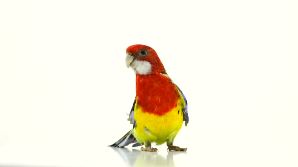 Rosella Papagei Isoliert Auf Weißem Bildschirm — Stockvideo