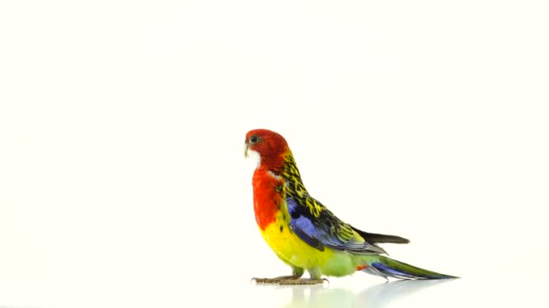 Rosella Papagei Isoliert Auf Weißem Bildschirm — Stockvideo