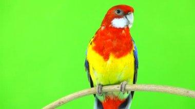 Rosella papağan yeşil bir ekran üzerinde sopa üzerinde.