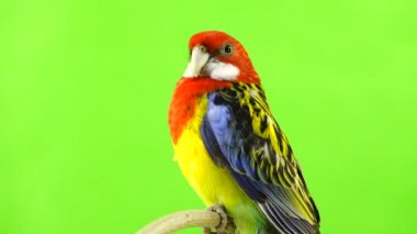 Rosella papağan yeşil bir ekran üzerinde sopa üzerinde.