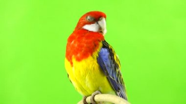Rosella papağan yeşil bir ekran üzerinde sopa üzerinde.