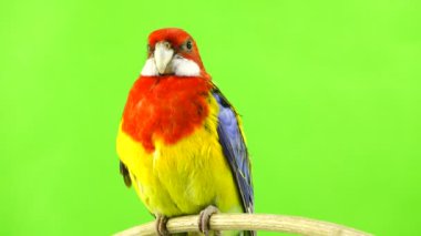 Rosella papağan yeşil bir ekran üzerinde sopa üzerinde.