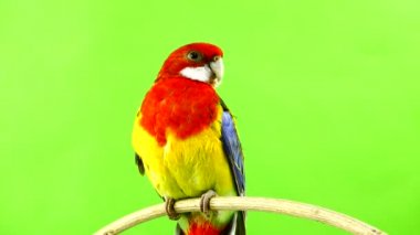 Rosella papağan yeşil bir ekran üzerinde sopa üzerinde.