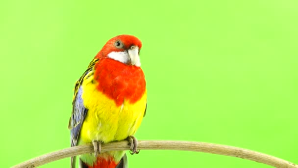 Rosella parrot on a stick on a green screen.
