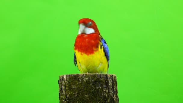 Papagaio Rosella Cânhamo Uma Tela Verde — Vídeo de Stock