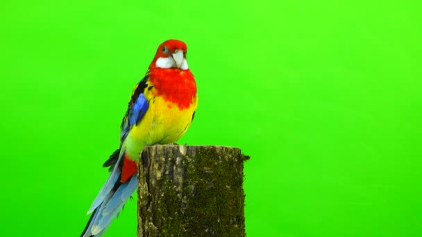 Rosella Loro Sobre Cáñamo Una Pantalla Verde — Vídeo de stock