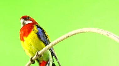 rosella papağan yeşil ekranda izole