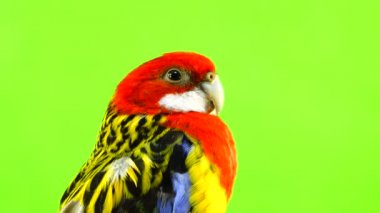 portre rosella papağan yeşil ekranda izole