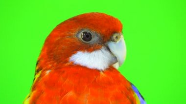 portre rosella papağan yeşil ekranda izole