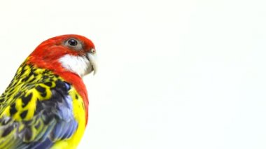 beyaz ekranda izole portre Rosella papağan