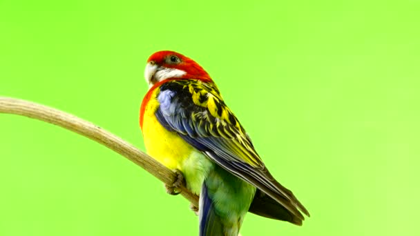 Loro Rosella Aislado Pantalla Verde — Vídeo de stock