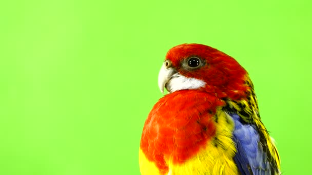 Portre Rosella Papağan Yeşil Ekranda Izole — Stok video